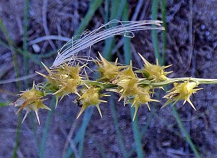 Caltrop