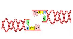 DNA ricombinante