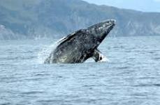 Balena