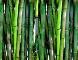 Bambù