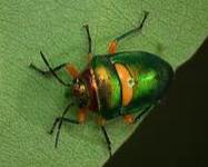 Bug