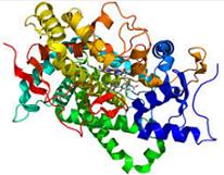 Biocatalizzatore