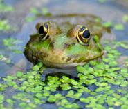 Biodiversità