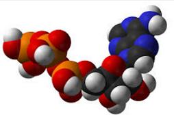 Biomolecole