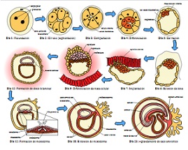Embriogenesi