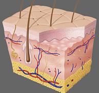 Epidermide