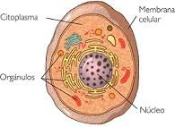 Eugenetica