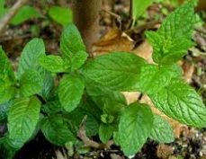 Menta piperita