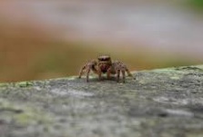 Macroscopica