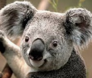 Marsupiale