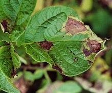 Blight